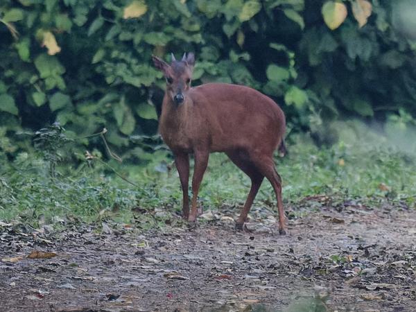 <h3>Cephalophus natalensis / Red duiker / Rode duiker</h3>OM-1 Mark II with OLYMPUS M.300mm F4.0, 1/2000 sec at F4.0, ISO 10000, distance 327 m